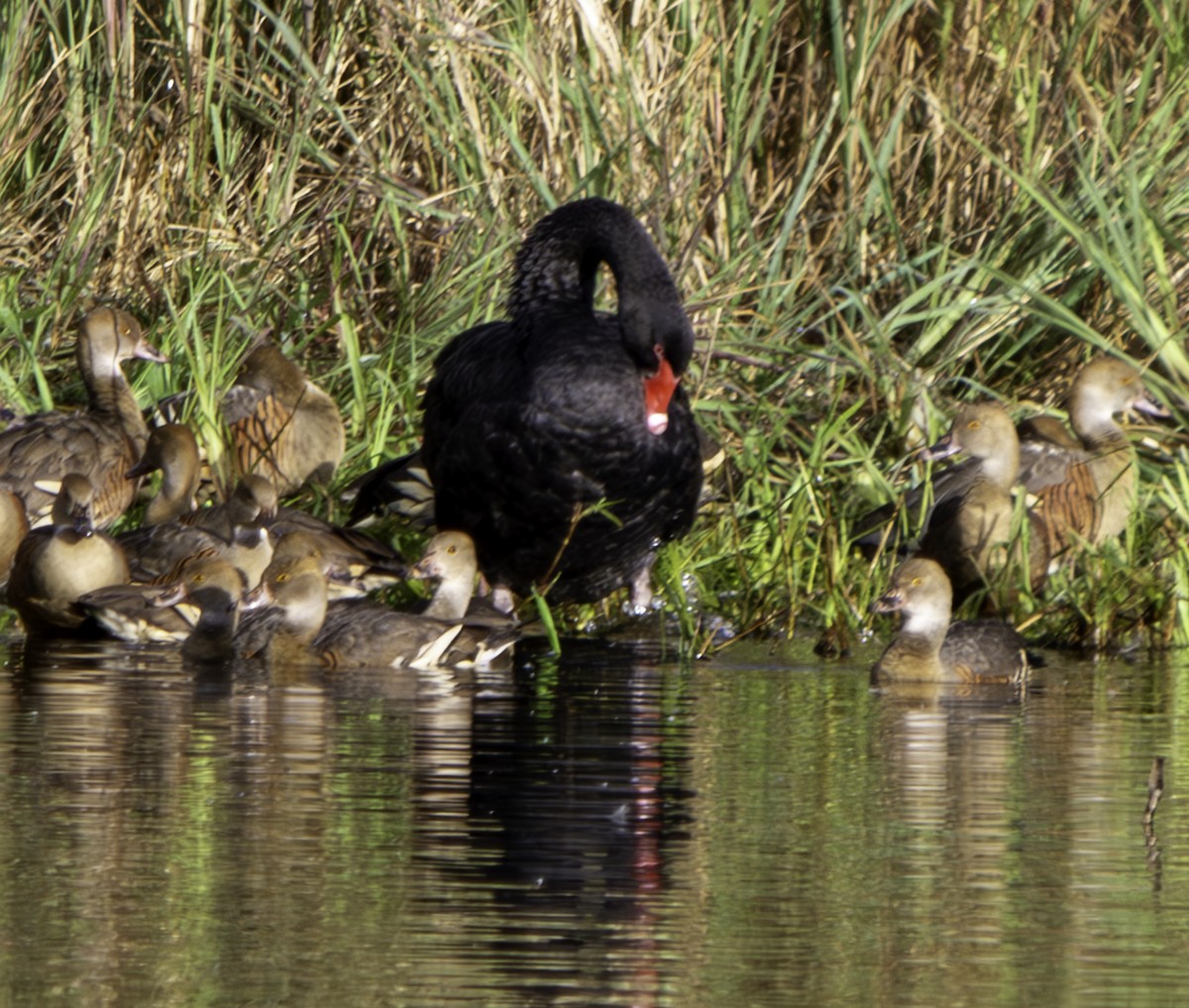 Black Swan - Rebel Warren and David Parsons