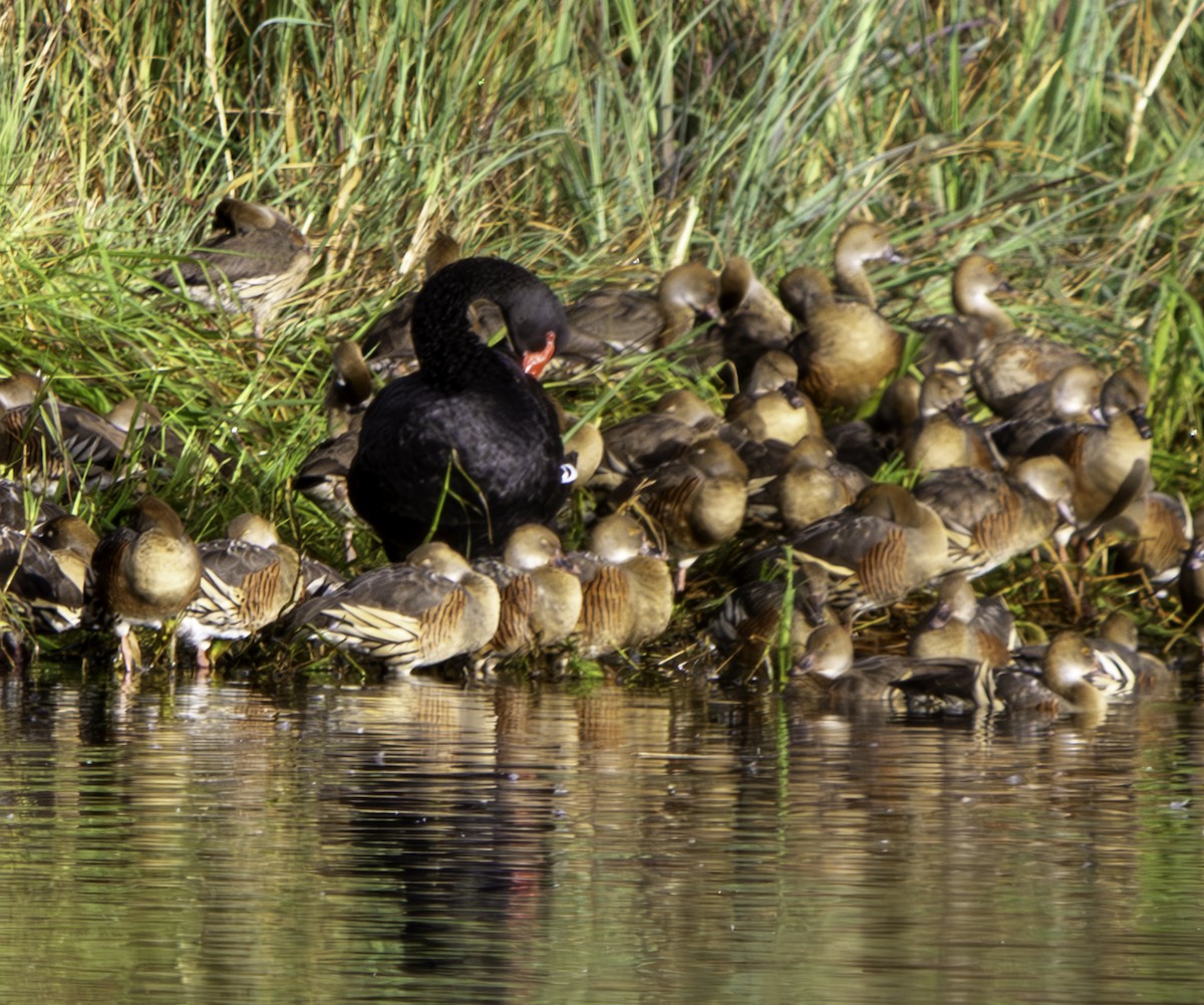 Black Swan - ML620801469