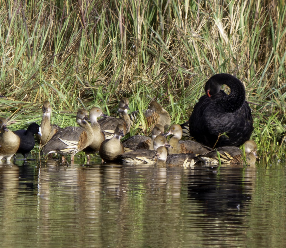 Black Swan - ML620801470