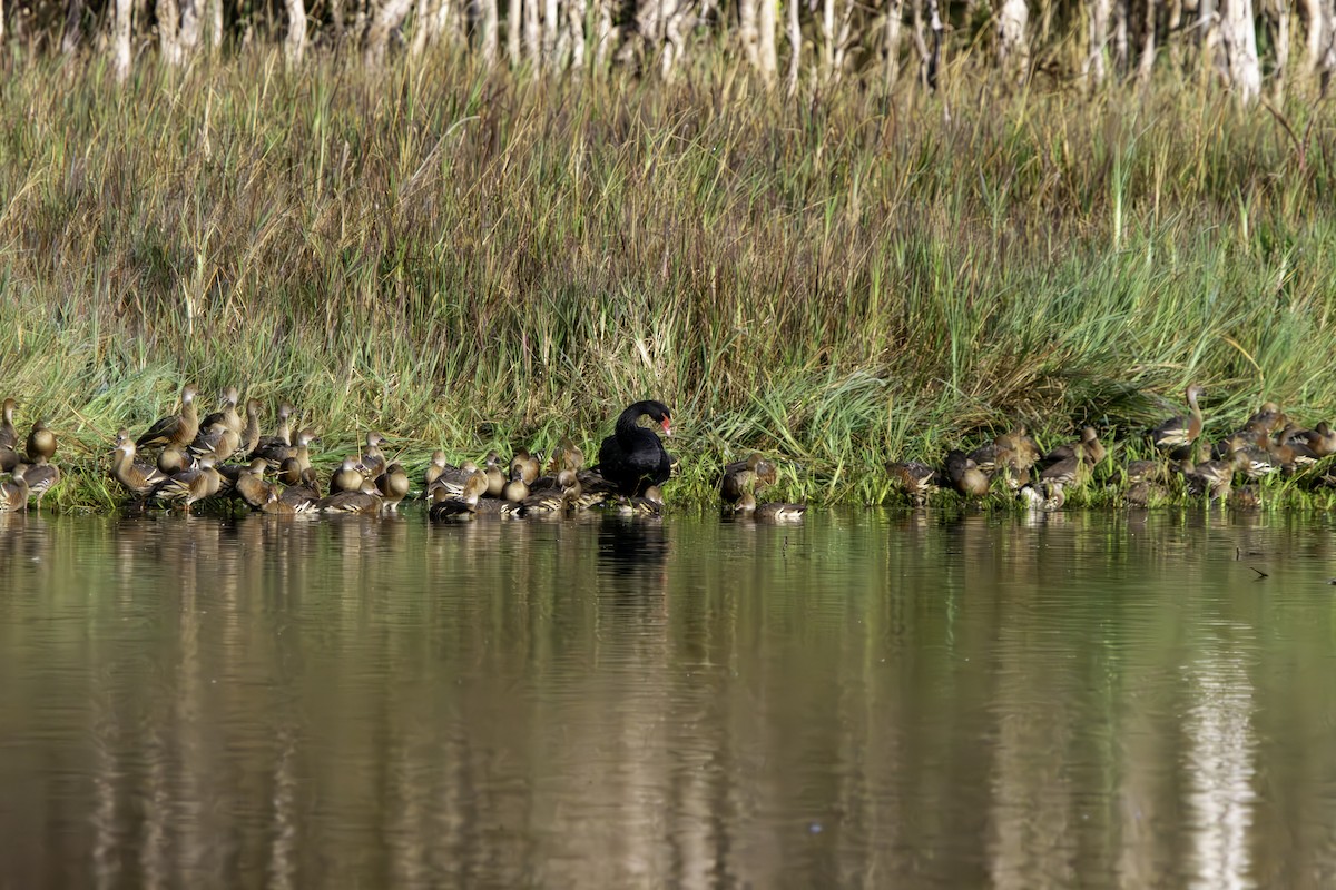 Black Swan - Rebel Warren and David Parsons