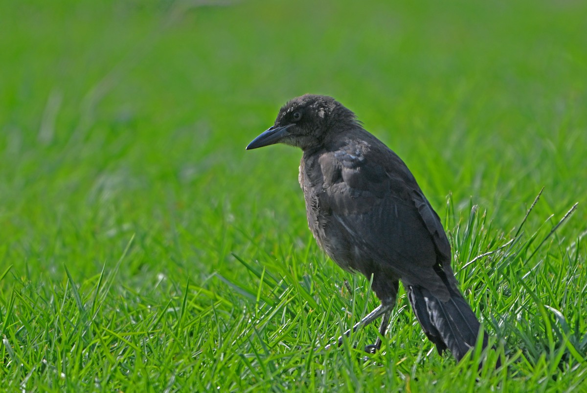 Great-tailed Grackle - ML620801475