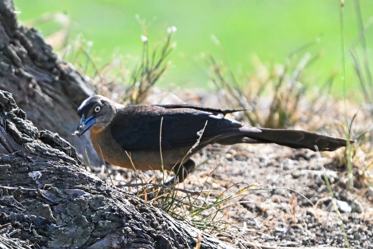 Great-tailed Grackle - Paul Nale