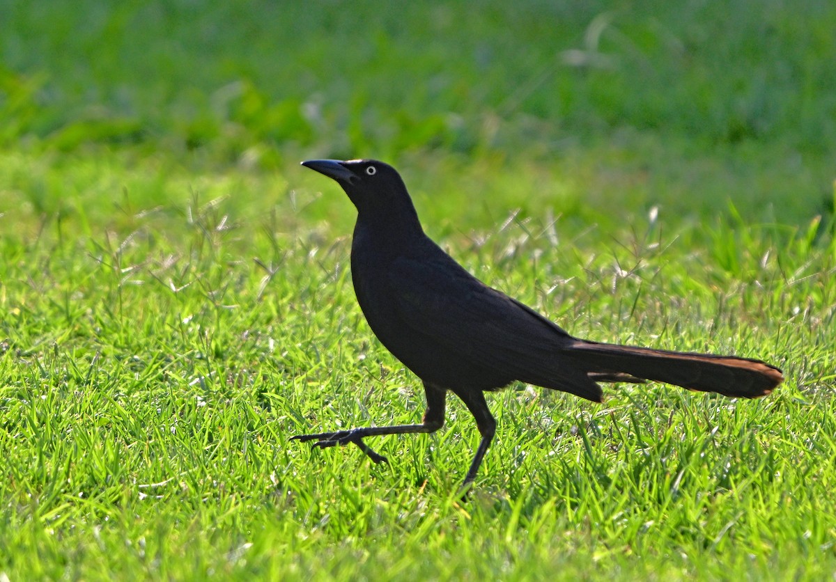 Great-tailed Grackle - ML620801477