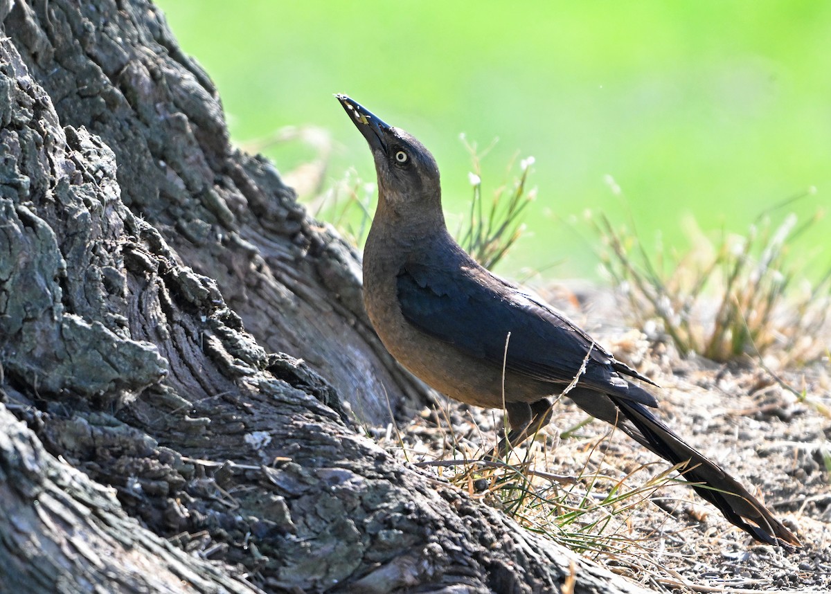 Great-tailed Grackle - ML620801478