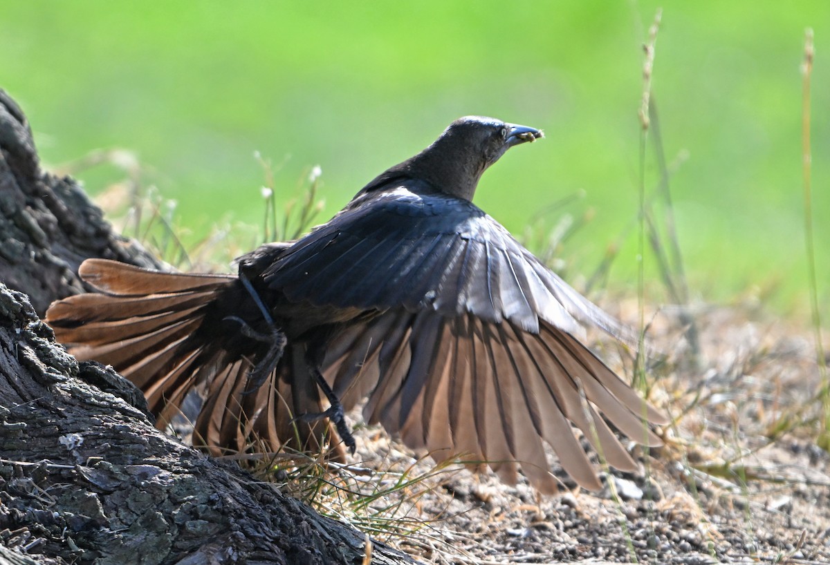 Great-tailed Grackle - ML620801479