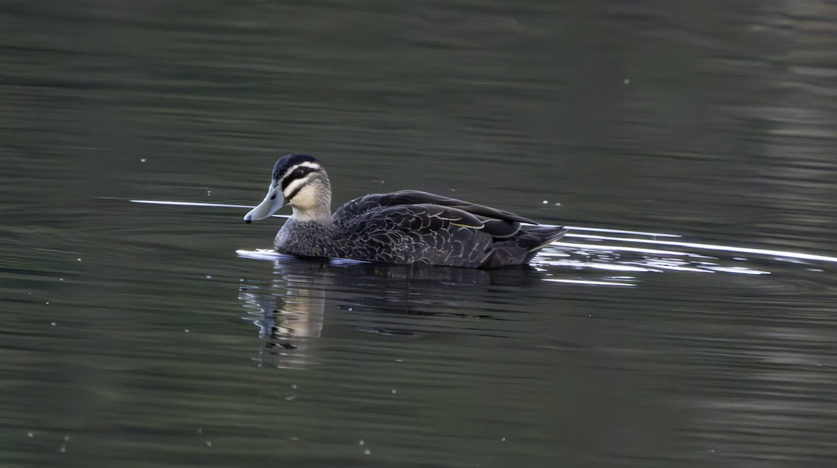 Pacific Black Duck - ML620801494