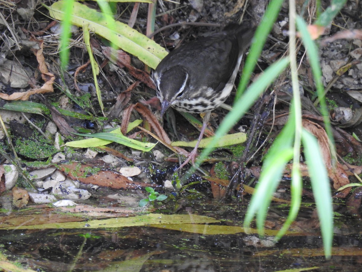 Louisiana Waterthrush - ML620801503