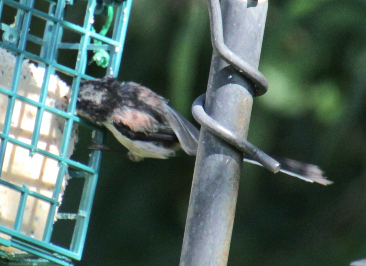 Long-tailed Tit (europaeus Group) - ML620801504