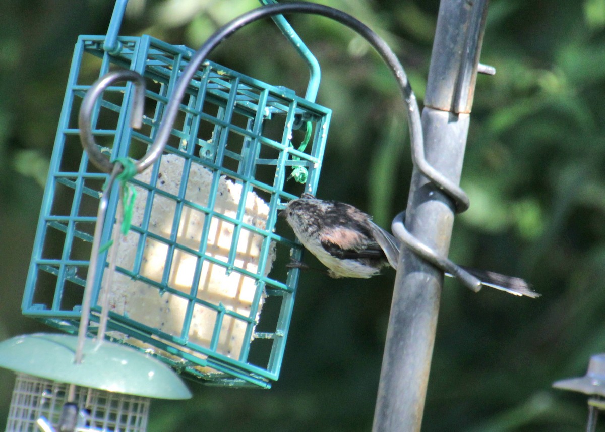 Long-tailed Tit (europaeus Group) - ML620801505