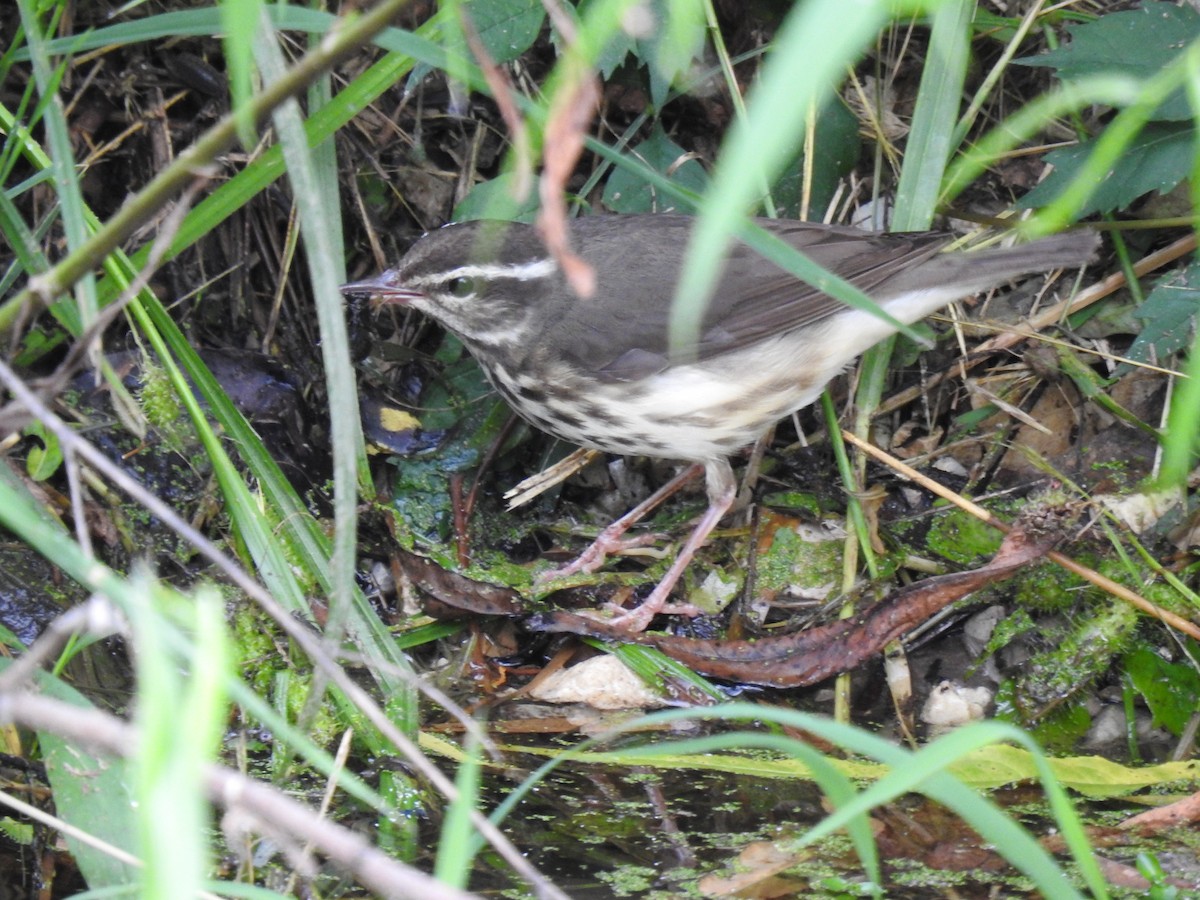 Louisiana Waterthrush - ML620801506