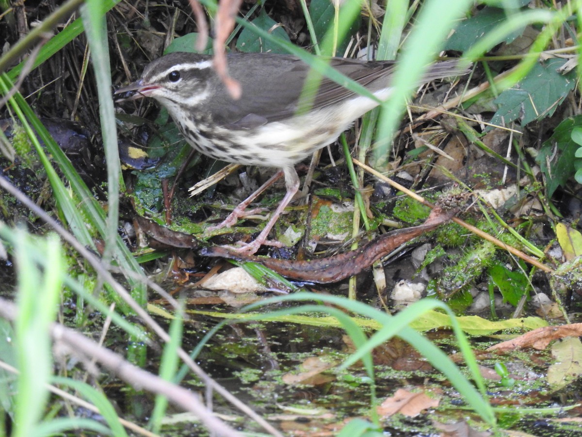 Louisiana Waterthrush - ML620801507