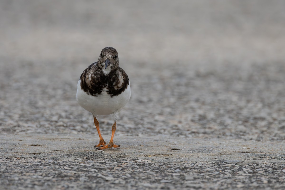 Ruddy Turnstone - ML620801508