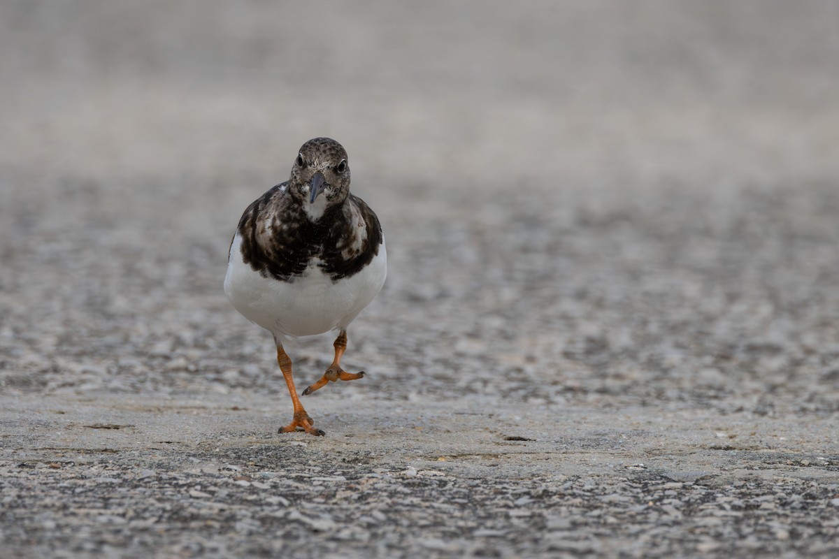 Ruddy Turnstone - ML620801509