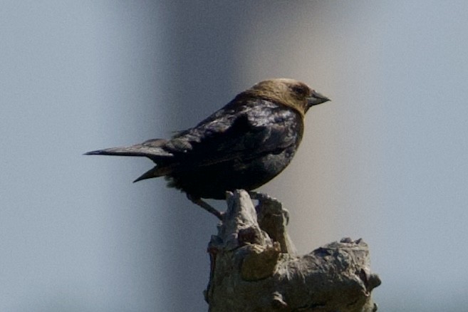 Brown-headed Cowbird - ML620801514