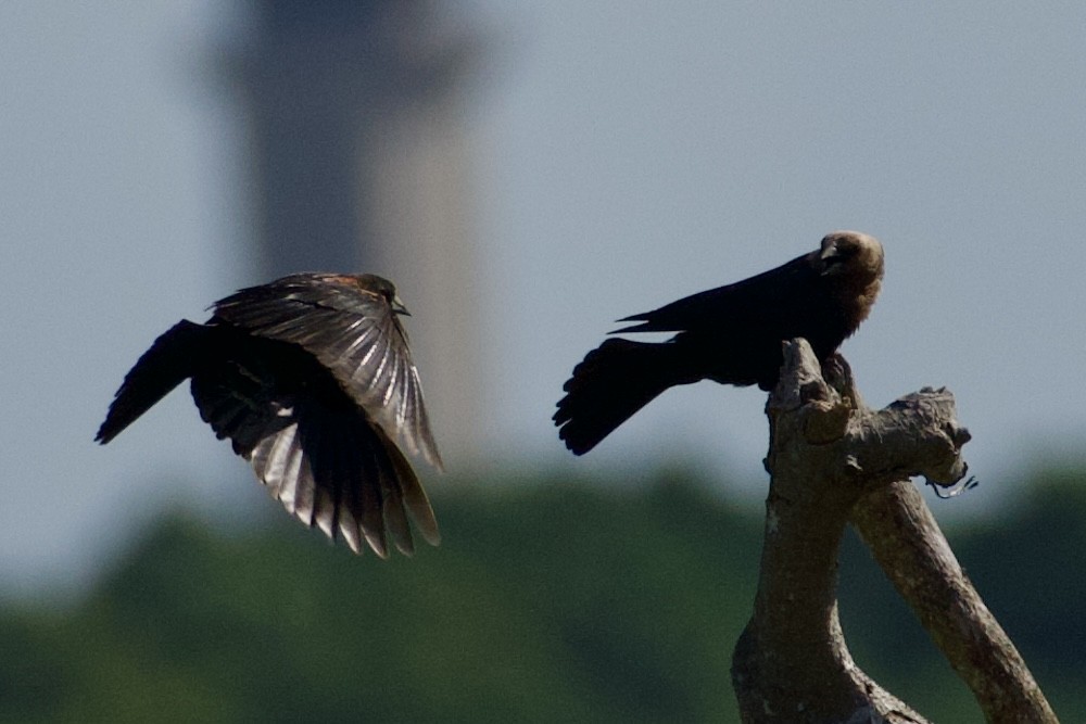 Brown-headed Cowbird - ML620801515