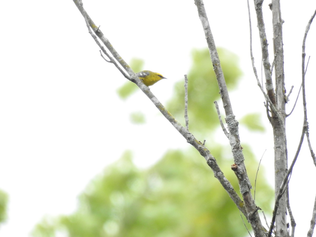 Blue-winged Warbler - ML620801518