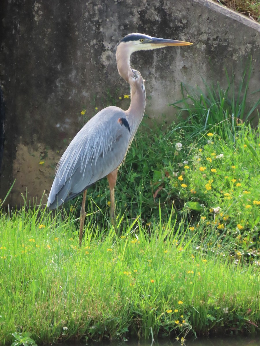 Great Blue Heron - ML620801520