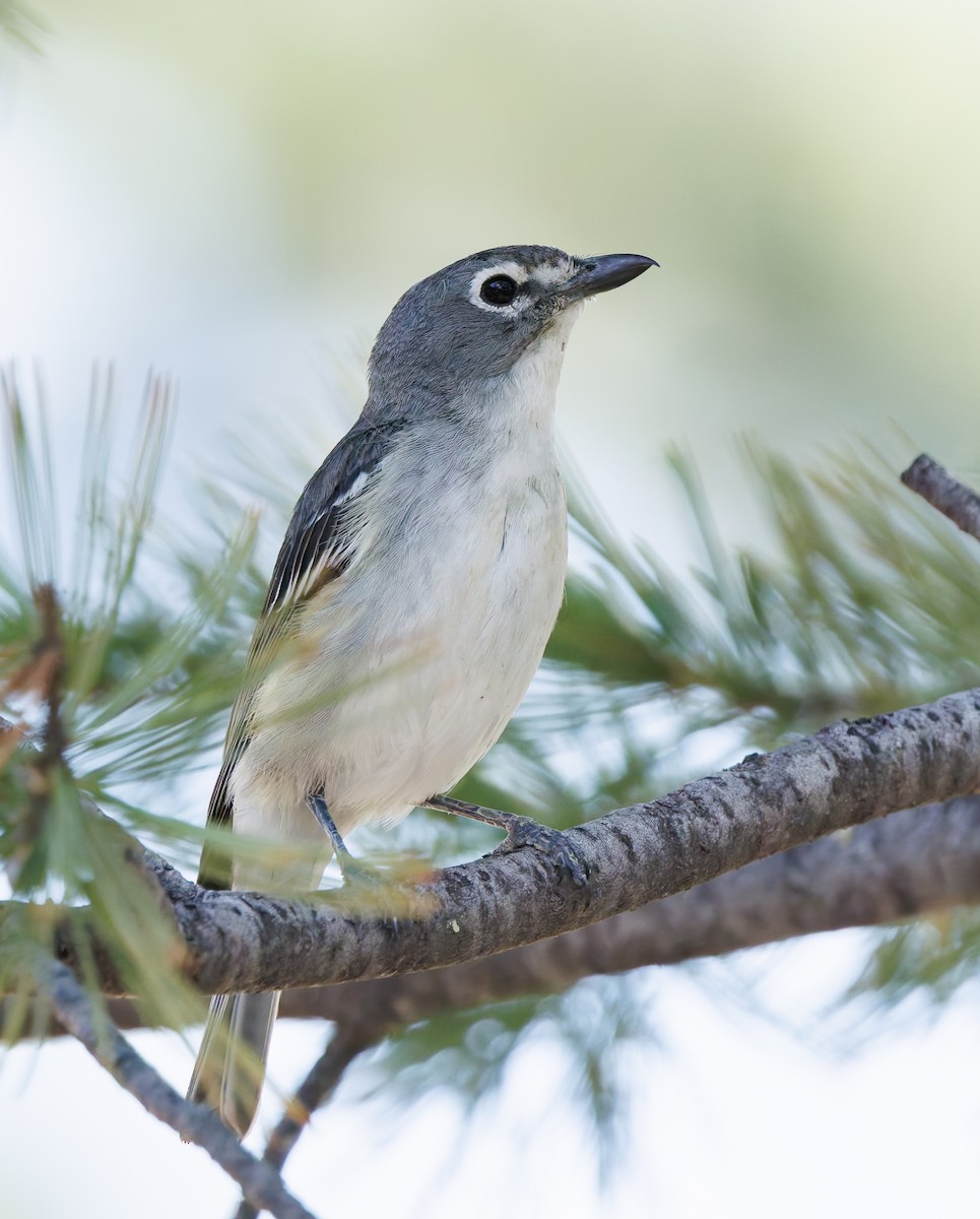 Plumbeous Vireo - ML620801522