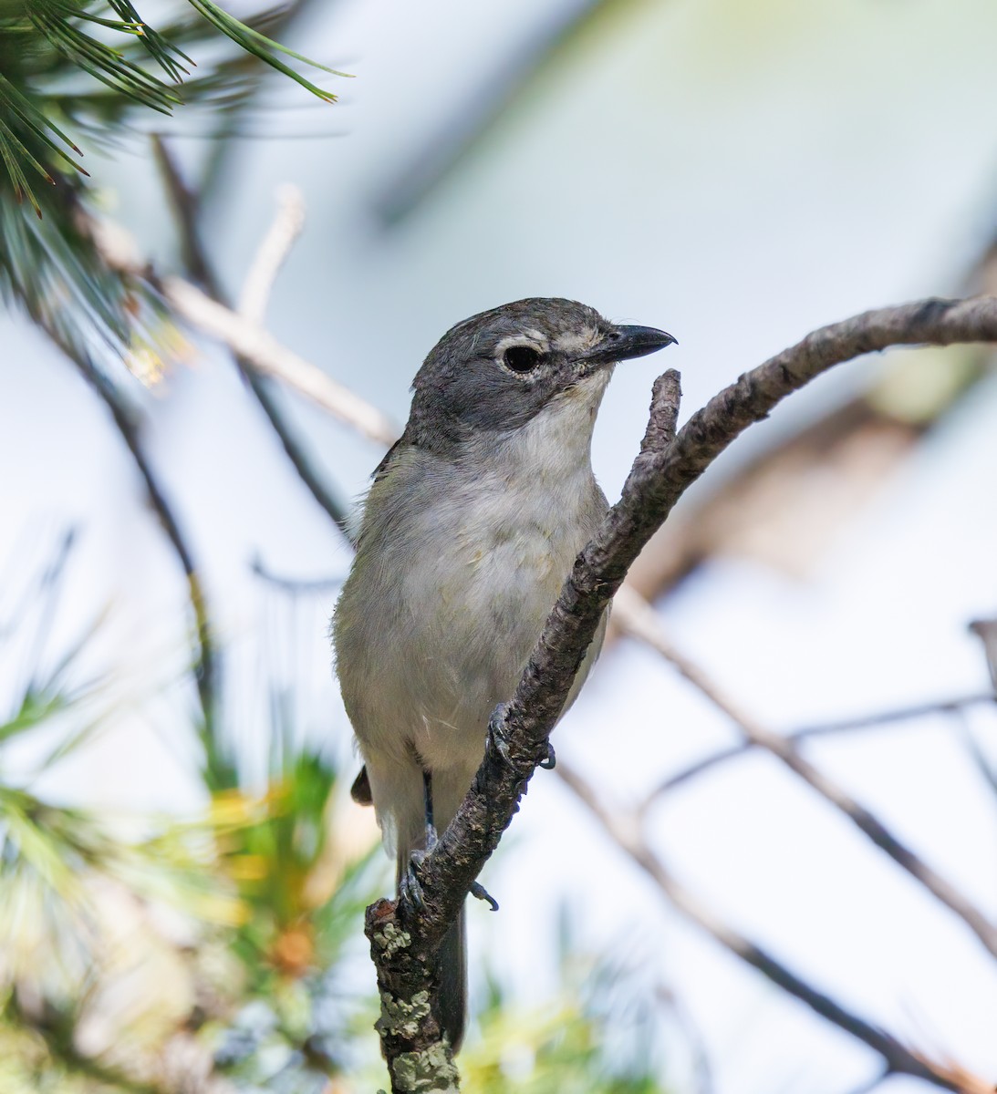 Plumbeous Vireo - Phil Bartley