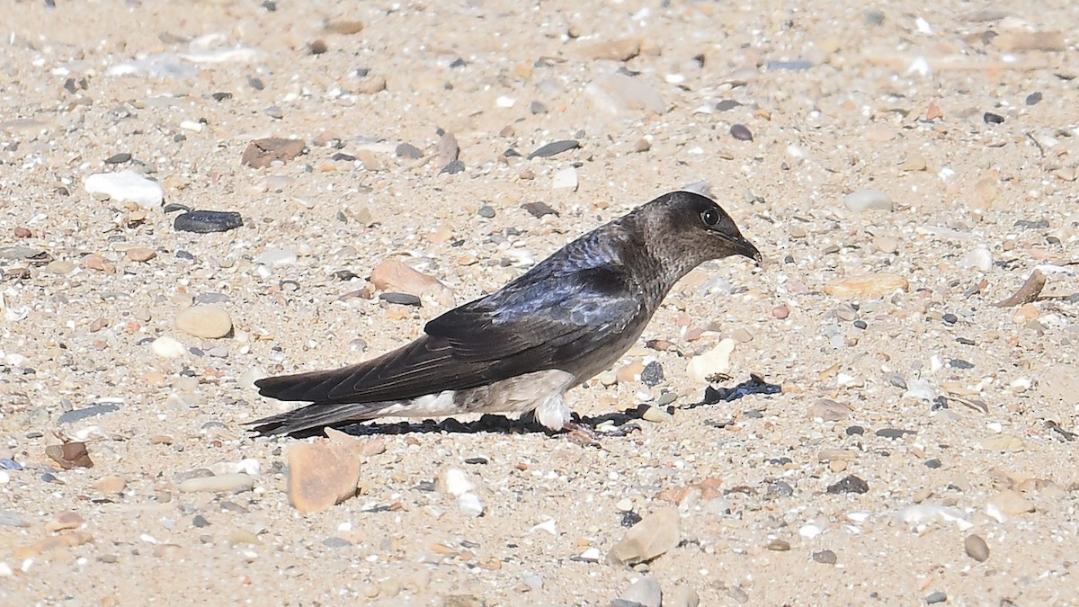 Purple Martin - ML620801532