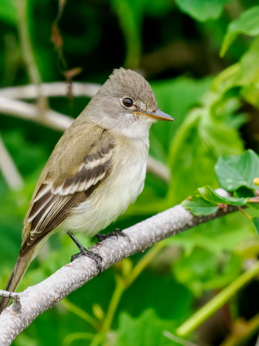 Willow Flycatcher - ML620801536