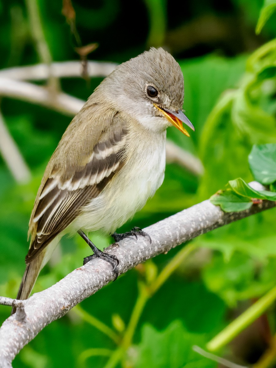 Willow Flycatcher - ML620801537