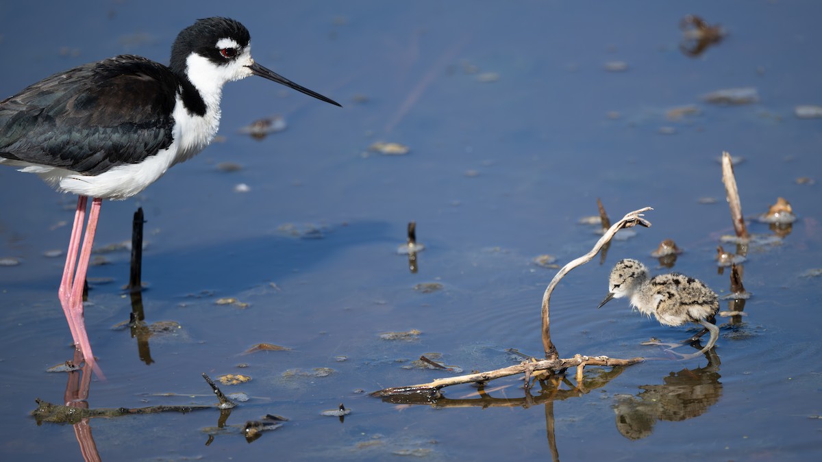 Black-necked Stilt - ML620801539