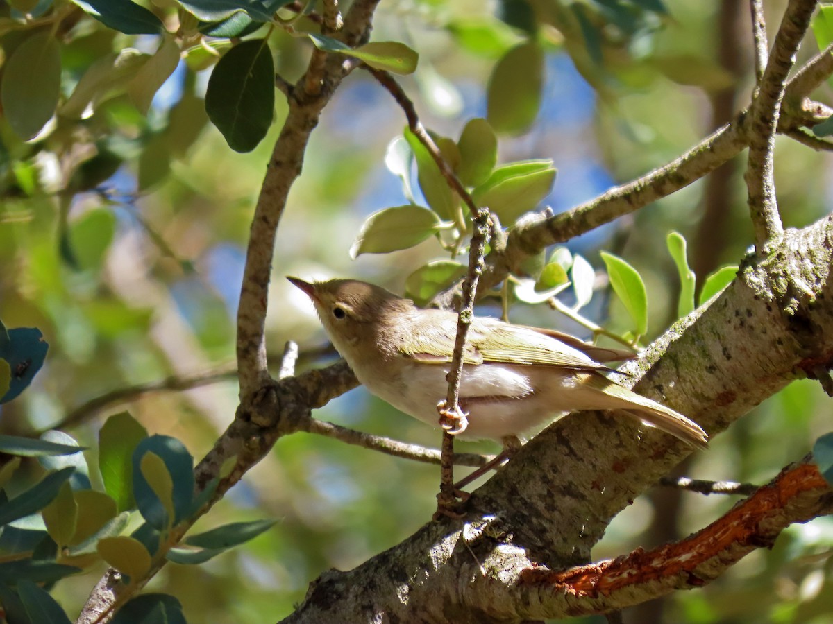 Western Bonelli's Warbler - ML620801547