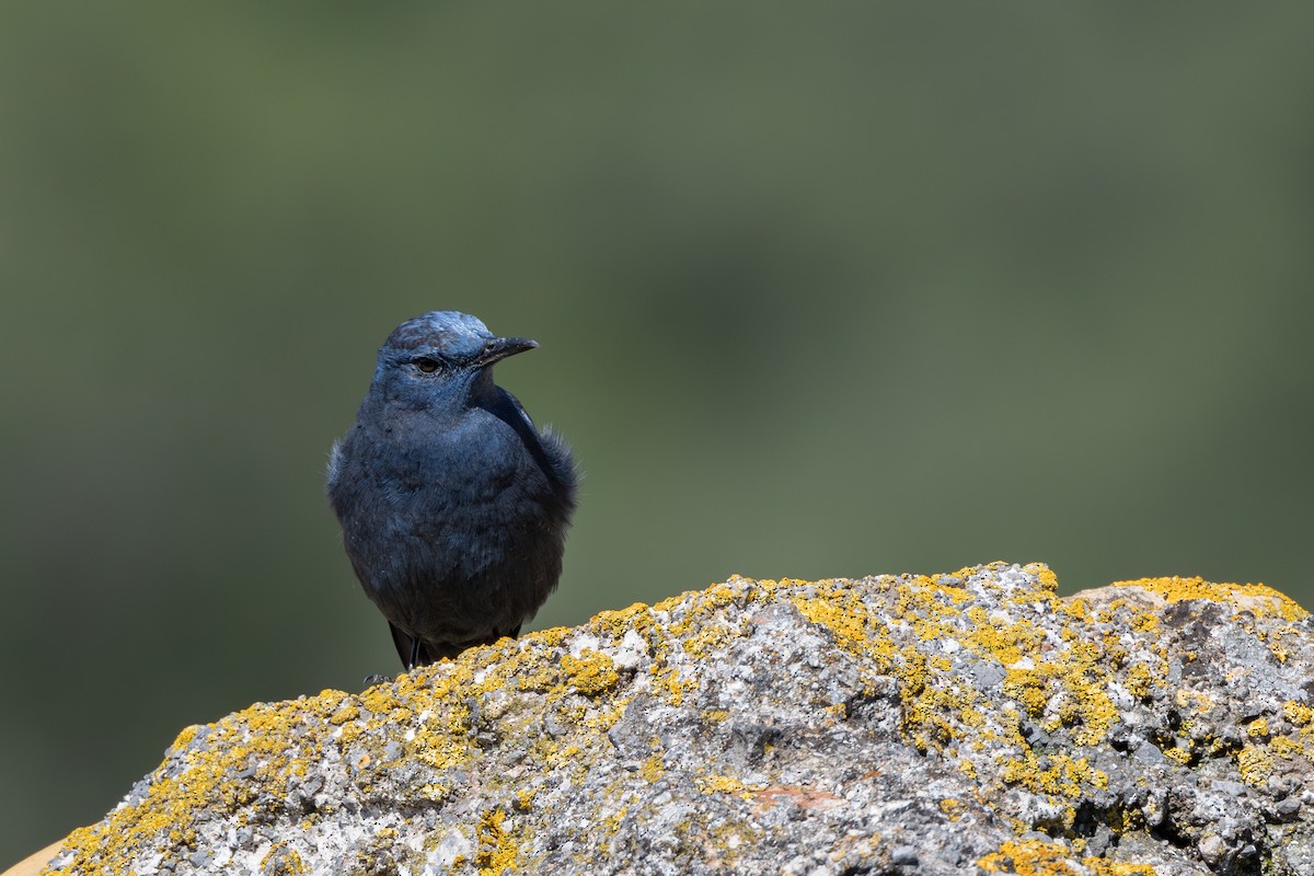 Blue Rock-Thrush - ML620801550