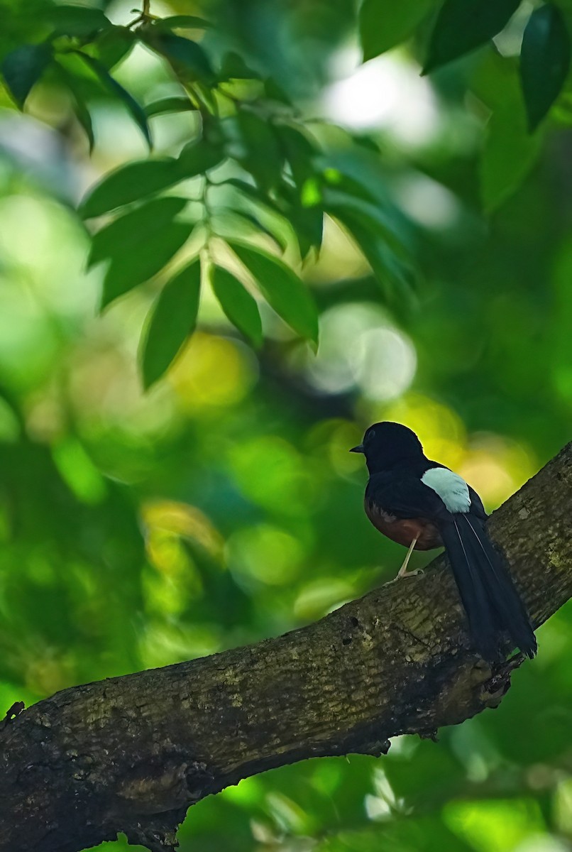 White-rumped Shama - ML620801552