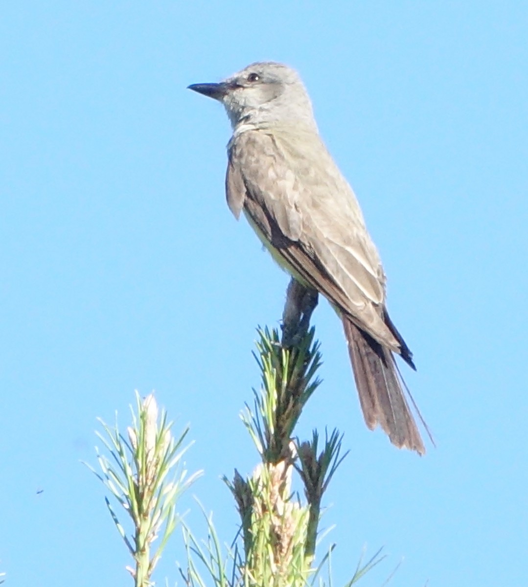 Western Kingbird - ML620801556