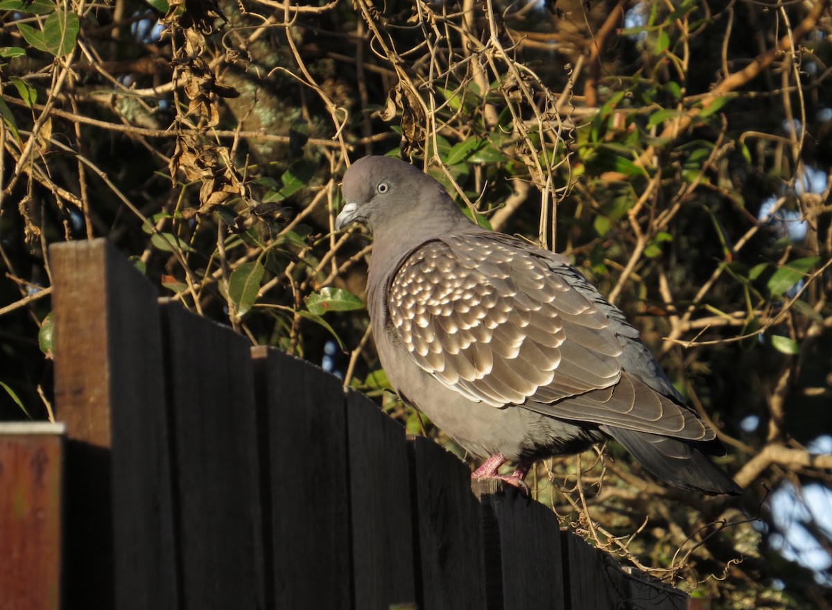 Spot-winged Pigeon - ML620801558