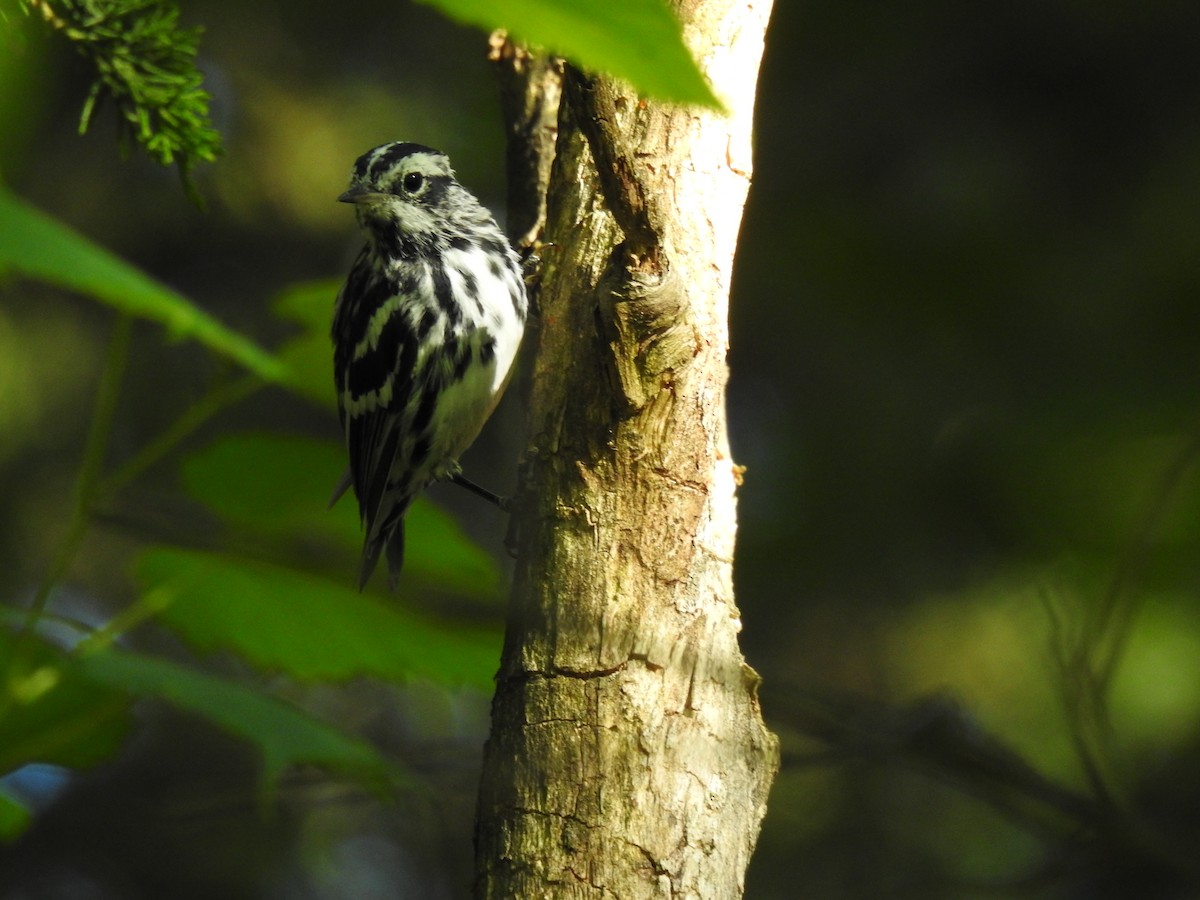 Black-and-white Warbler - ML620801560