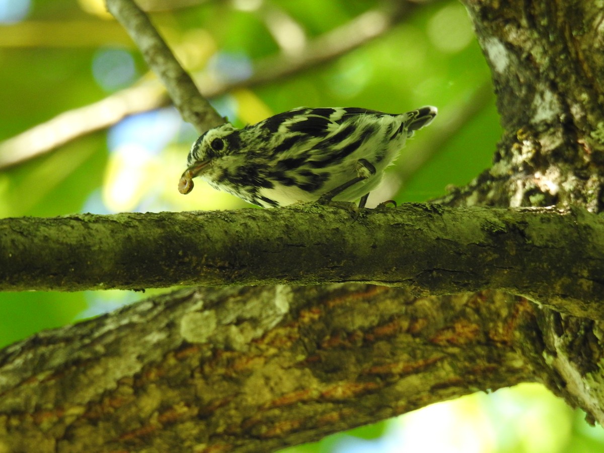 Black-and-white Warbler - ML620801561