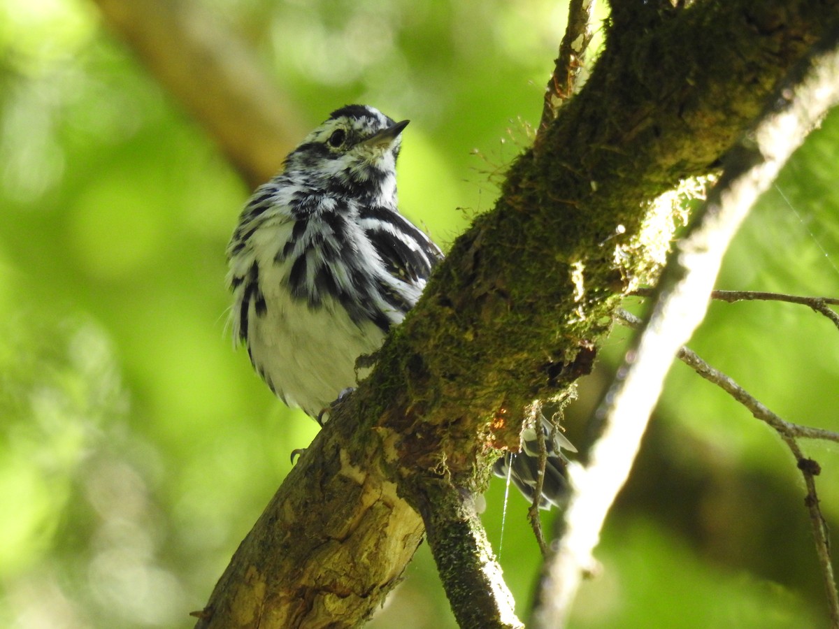 Black-and-white Warbler - ML620801562