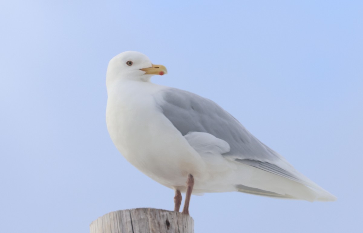 Glaucous Gull - John Drummond