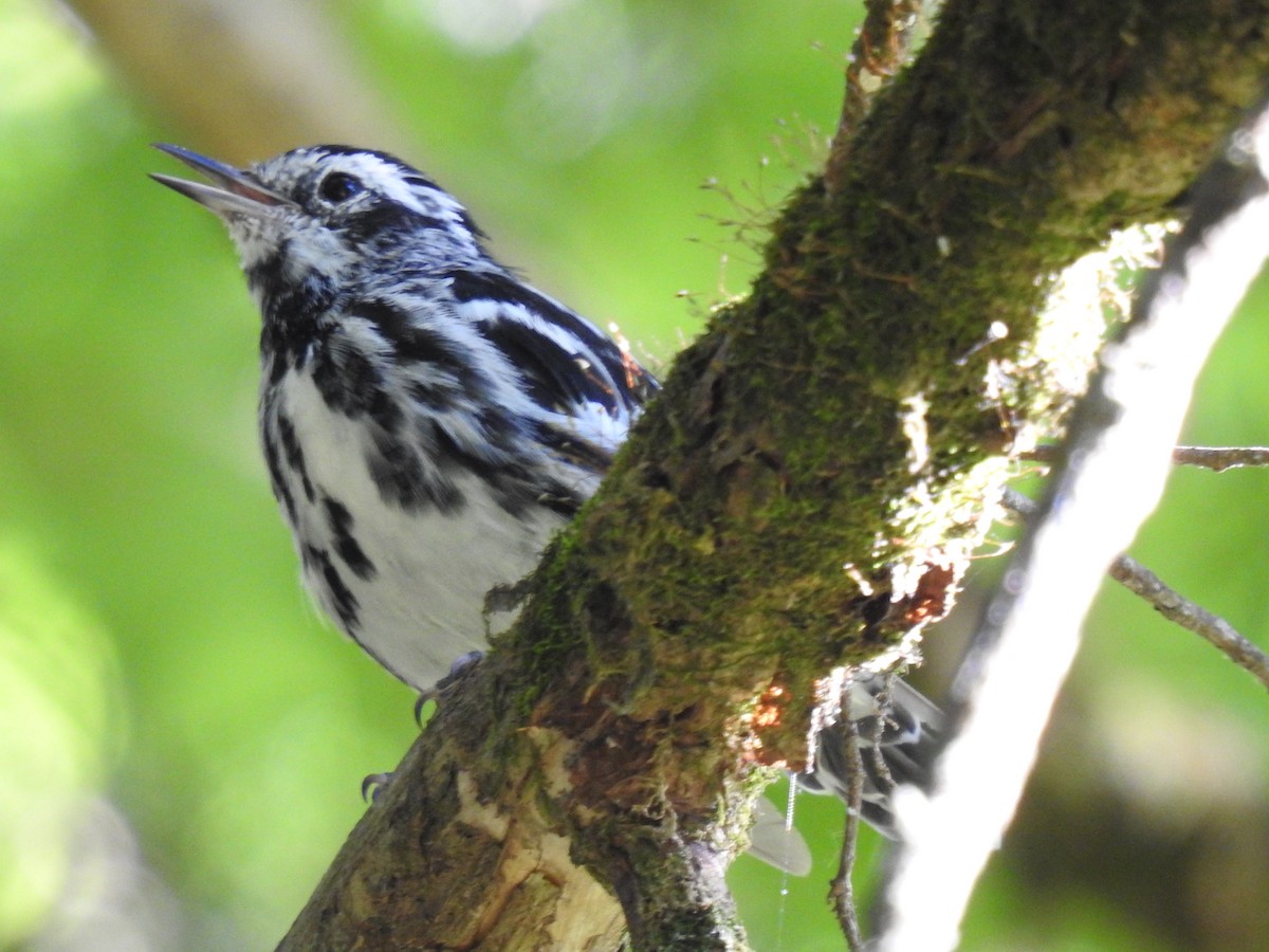 Black-and-white Warbler - ML620801564