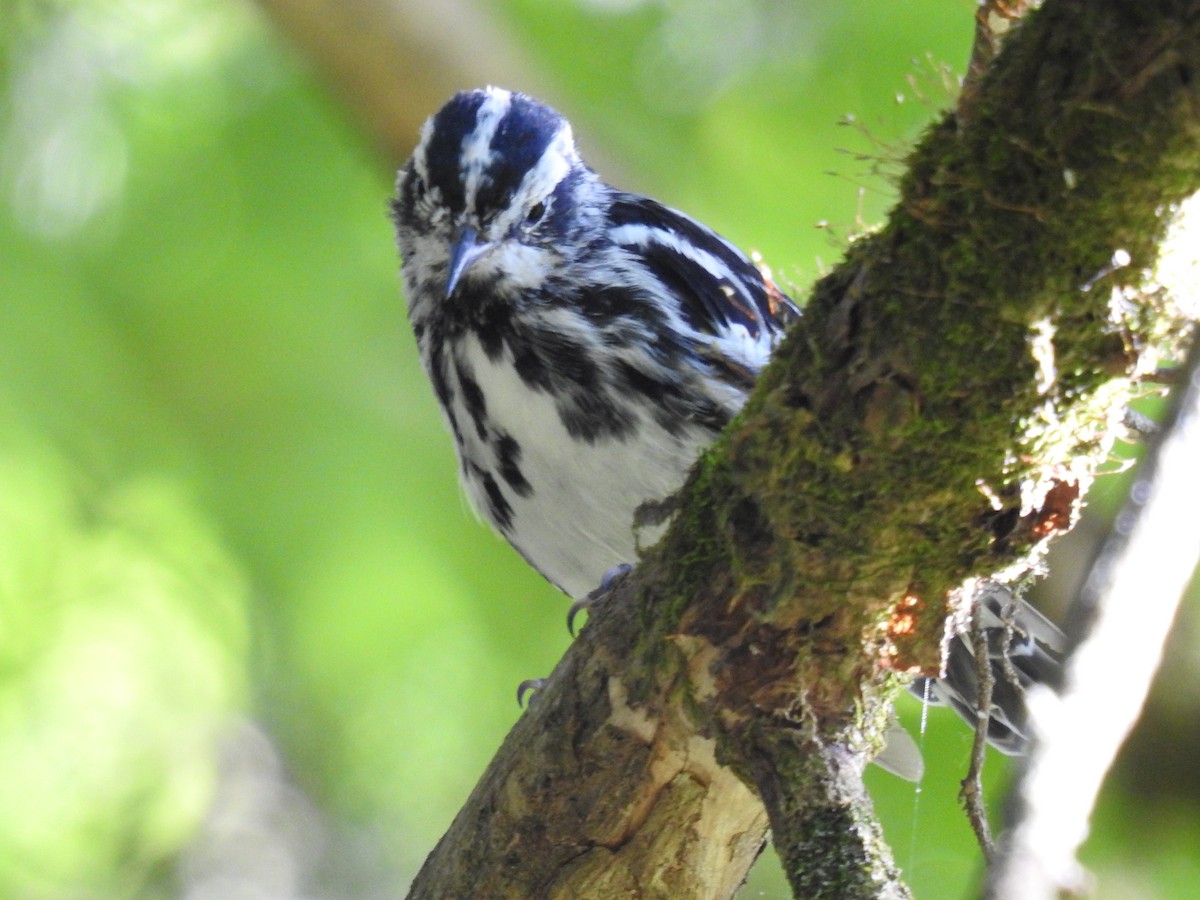 Black-and-white Warbler - ML620801565