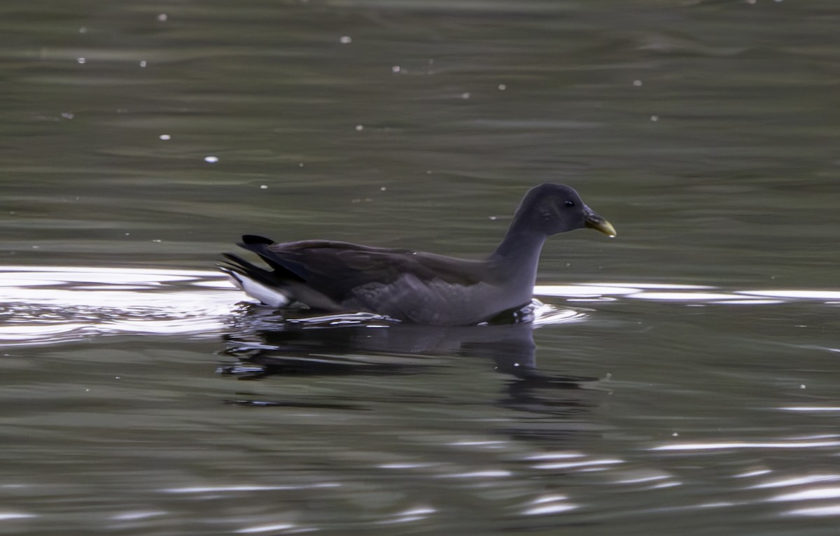 Dusky Moorhen - Rebel Warren and David Parsons