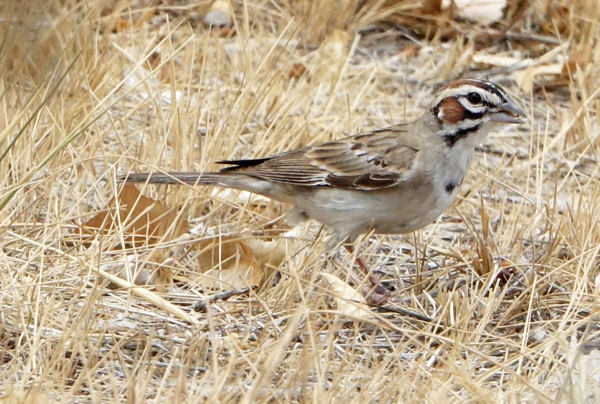 Chingolo Arlequín - ML620801576