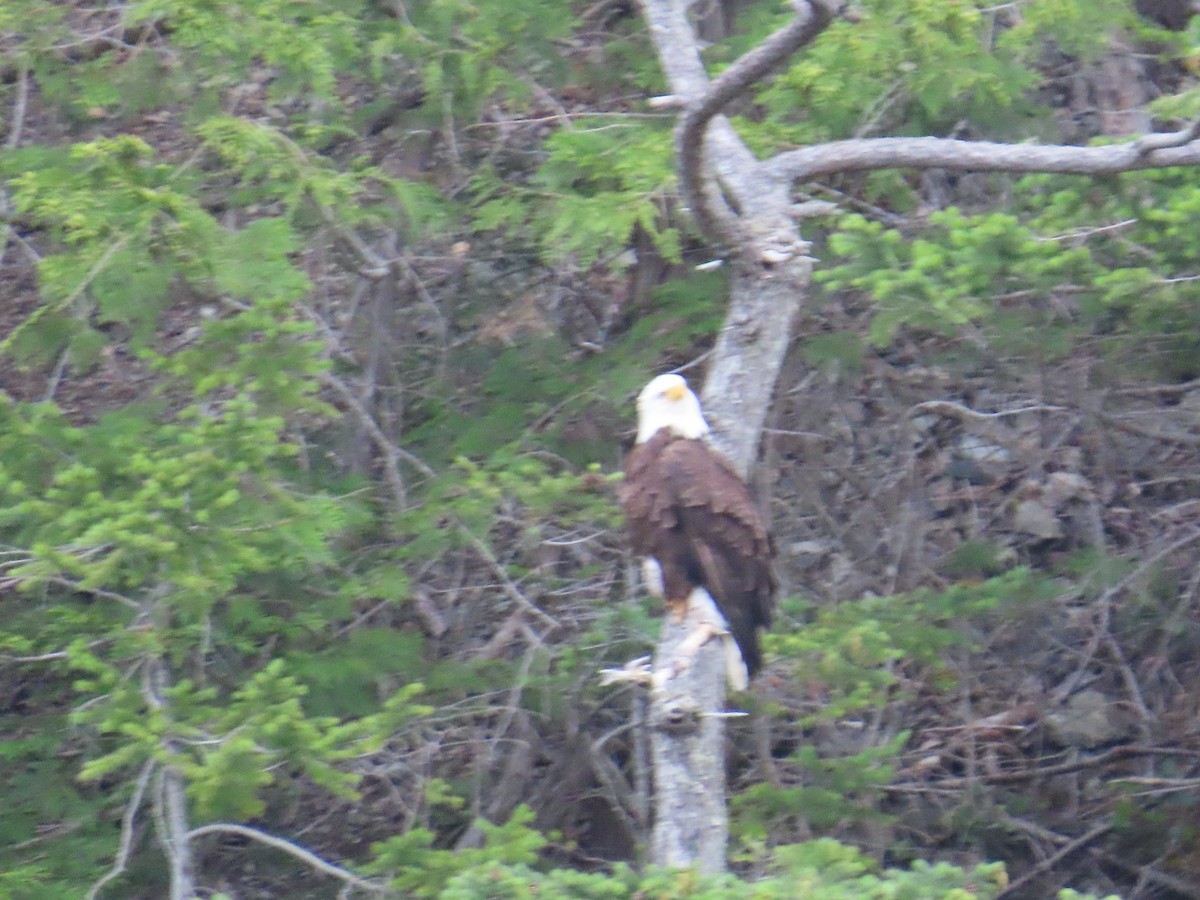 Bald Eagle - ML620801578