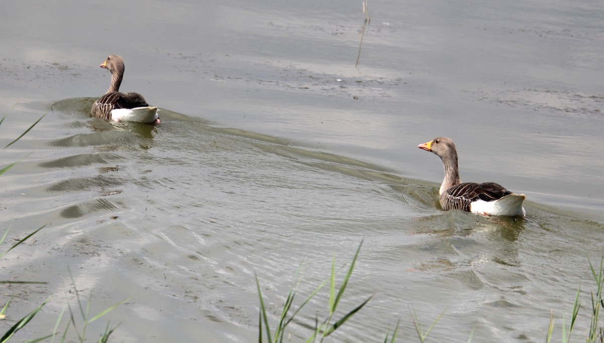 Graylag Goose (European) - ML620801581