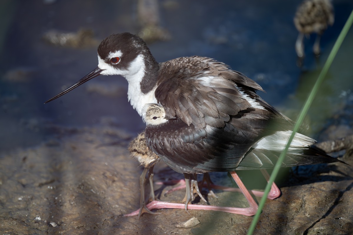 Black-necked Stilt - ML620801591