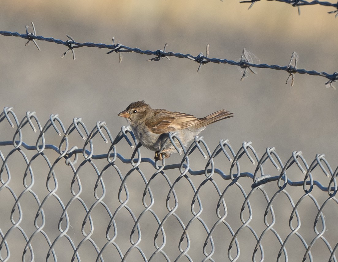 House Sparrow - ML620801596