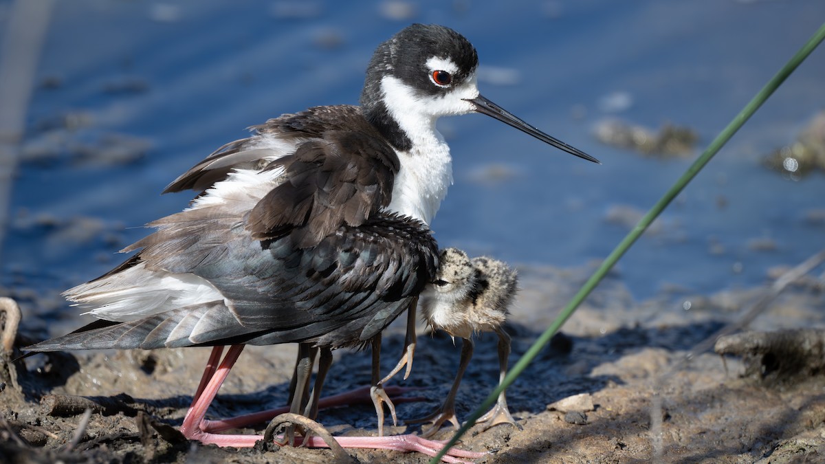 Black-necked Stilt - ML620801598