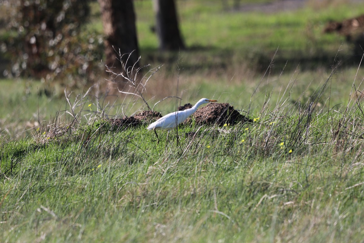 Yellow-billed Egret - ML620801599