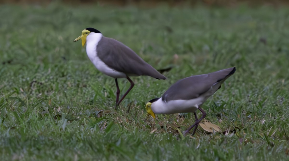 Masked Lapwing - ML620801608