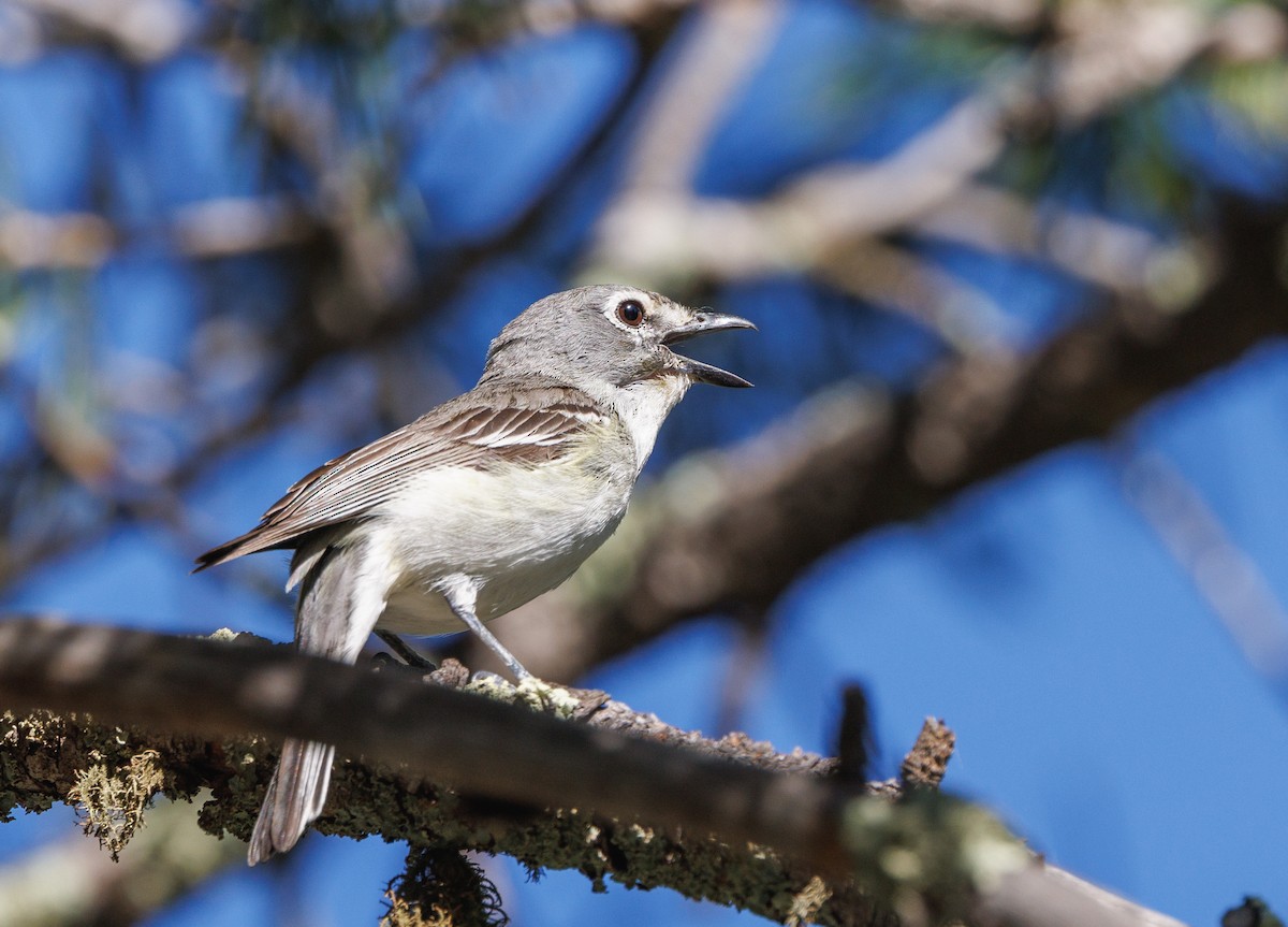 Plumbeous Vireo - ML620801612