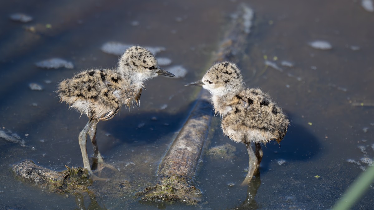 Black-necked Stilt - ML620801614