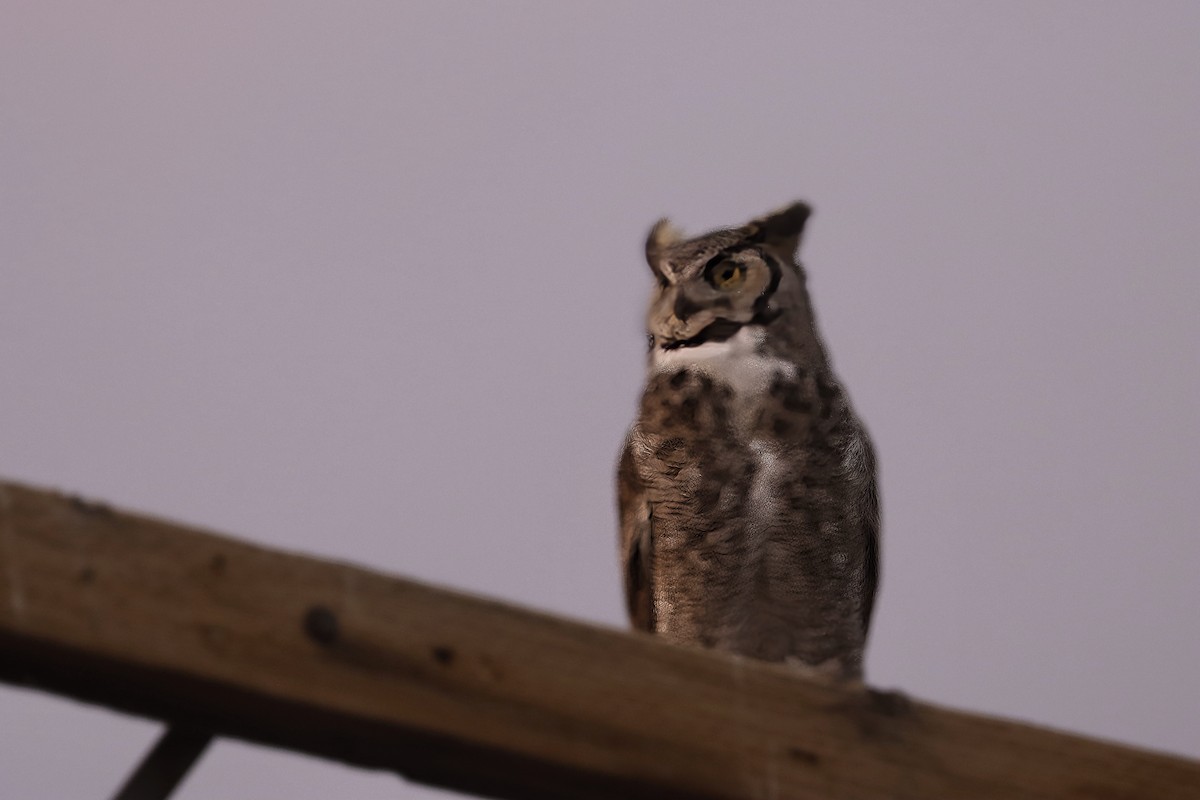 Great Horned Owl - ML620801637